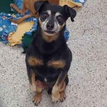 Chihuahua and Miniature Pinscher Dogs Available for Adoption in Lake Havasu City, Arizona - Chip | PetCurious