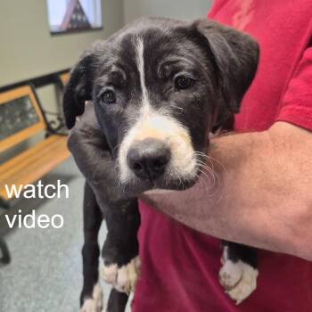 Black Labrador Retriever and Border Collie Dogs Available for Adoption in Kingman, Kansas - Trooper | PetCurious
