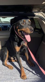 Ryder -  Rottweiler Dog for Adoption in Plano, Texas - Ryder | PetCurious