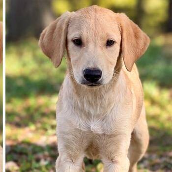 Bowie -  Golden Retriever and Labrador Retriever Dog for Adoption in Lucedale, Mississippi - Bowie | PetCurious