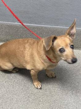 Rescue Dachshund and Mixed Breed Dogs for Adoption in Las Vegas, Nevada - AMBER | PetCurious