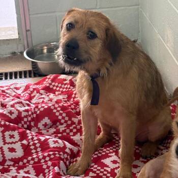 Bently -  Mixed Breed Dog for Adoption in Newark, New Jersey - Bently | PetCurious