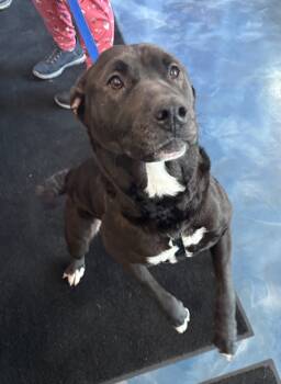 Rescue Mixed Breed Dogs for Adoption in Pontiac, Michigan - Kenna | PetCurious