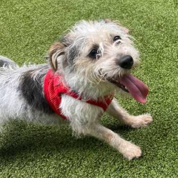 Missy -  Mixed Breed Dog for Adoption in Westhampton, New York - Missy | PetCurious