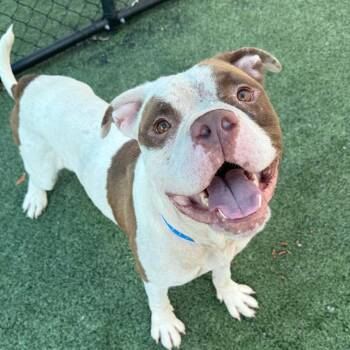 Cash -  Mixed Breed Dog for Adoption in Memphis, Tennessee - Cash | PetCurious