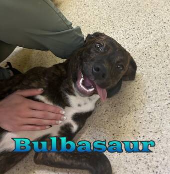 Bulbasaur -  Hound Dog for Adoption in Muncie, Indiana - Bulbasaur | PetCurious