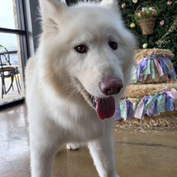 Samoyed Dogs Available for Adoption in Cibolo, Texas - Abra | PetCurious