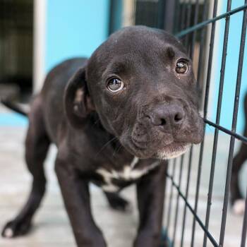 Pit Bull Terrier and Mixed Breed Dogs Available for Adoption in Bradenton, Florida - Mercer | PetCurious