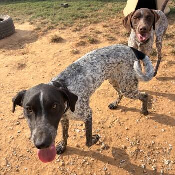 King & Ace -  German Shorthaired Pointer Dog for Adoption in Melbourne, Arkansas - King & Ace | PetCurious
