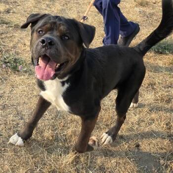 Sid -  Mixed Breed Dog for Adoption in Spokane, Washington - Sid | PetCurious