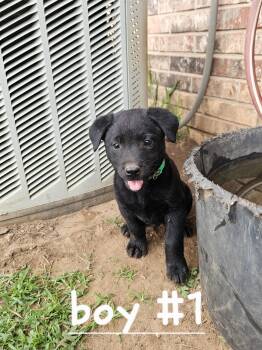 Ash -  Australian Cattle Dog Blue Heeler and Black Labrador Retriever Dog Available for Adoption in Cleveland, Oklahoma - Ash | PetCurious