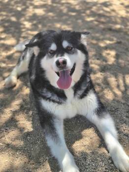 Rescue Alaskan Malamute Dogs for Adoption in Silver Springs, Nevada - Alora | PetCurious