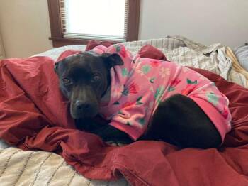 Rescue Mixed Breed Dogs for Adoption in Manhattan, Kansas - Juniper | PetCurious