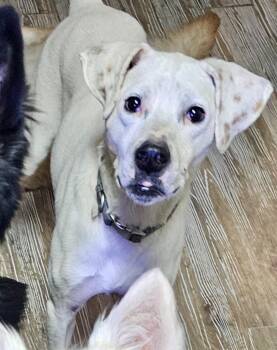 Rescue American Bulldog Dogs for Adoption in Pocatello, Idaho - June | PetCurious