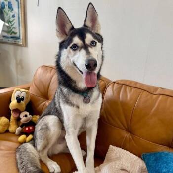 Husky and Siberian Husky Dogs Available for Adoption - Ranger Roo The Coolest Dude | PetCurious