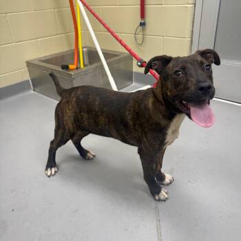 06/24/2026-Stray-StMarysRoad -  Mixed Breed Dog for Adoption in Columbus, Georgia - 06/24/2026-Stray-StMarysRoad | PetCurious