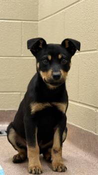 Mixed Breed Dogs Available for Adoption - Latte | PetCurious