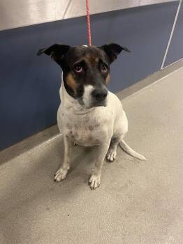 CHIQUIE -  Pointer Dog for Adoption in Doral, Florida - CHIQUIE | PetCurious