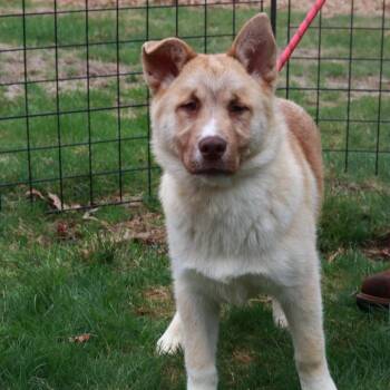 Husky Dogs Available for Adoption in Stormville, New York - CT Pirate | PetCurious