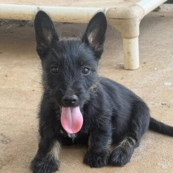 Bart -  Terrier and Corgi Dog for Adoption in Cushing, Oklahoma - Bart | PetCurious