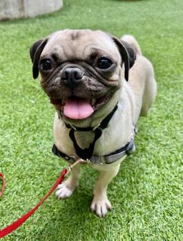 Pug Dogs Available for Adoption - MENU | PetCurious