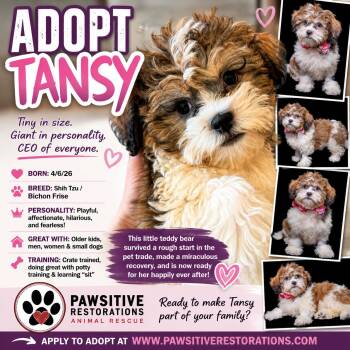 TANSY -  Shih Tzu and Bichon Frise Dog for Adoption in Foxfield, Colorado - TANSY | PetCurious