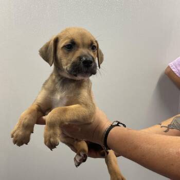 Vito -  Mixed Breed Dog for Adoption in Saint Joseph, Missouri - Vito | PetCurious
