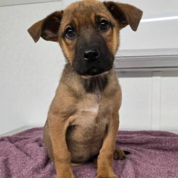 German Shepherd Dog and Black Mouth Cur Dogs Available for Adoption in Wilmington, Delaware - Rip | PetCurious