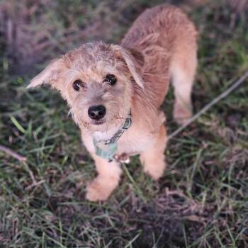 Biscuit so il -  Wirehaired Dachshund and Cairn Terrier Dog for Adoption in Shiloh, Illinois - Biscuit So Il | PetCurious