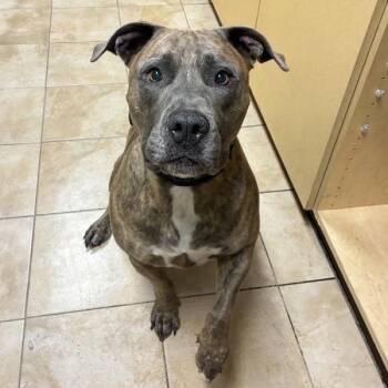 Stockton (mcas) -  American Staffordshire Terrier and Bull Terrier Dog for Adoption in Troutdale, Oregon - Stockton (mcas) | PetCurious
