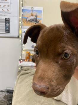 Grouper -  Labrador Retriever Dog for Adoption in Vancouver, Washington - Grouper | PetCurious