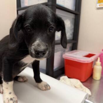 Onyx -  Labrador Retriever Dog for Adoption in Morganton, North Carolina - Onyx | PetCurious