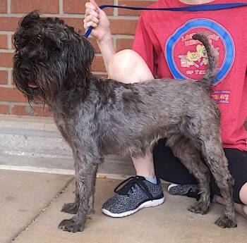 Schnauzer Dogs Available for Adoption in Carrollton, Texas - Maximus | PetCurious