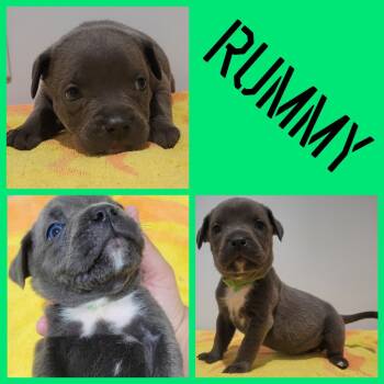 Rescue Pit Bull Terrier and Cane Corso Dogs for Adoption in Republic, Missouri - Rummy (Azra) | PetCurious