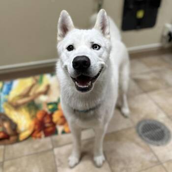 Siberian Husky Dogs Available for Adoption - Enzo (mcas) | PetCurious