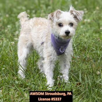 Rubi -  Shih Tzu Dog for Adoption in Stroudsburg, Pennsylvania - Rubi | PetCurious