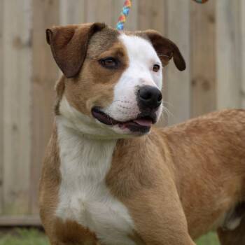 Labrador Retriever Dogs Available for Adoption - Krueger | PetCurious