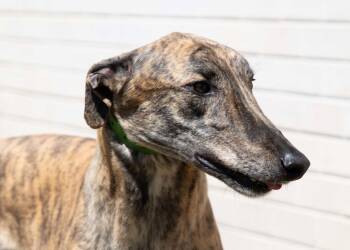 Greyhound Dogs Available for Adoption - Lance | PetCurious