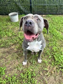 Jayden -  Mixed Breed Dog for Adoption in Scott, Louisiana - Jayden | PetCurious