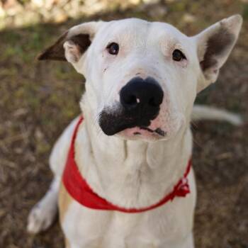 Bull Terrier Dogs Available for Adoption - CONLEE | PetCurious