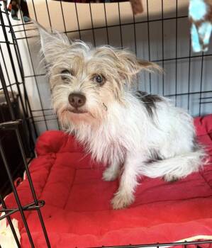 Bing -  Yorkshire Terrier and Chihuahua Dog for Adoption in Bartlesville, Oklahoma - Bing | PetCurious