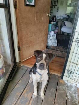 Australian Cattle Dog Blue Heeler and Pit Bull Terrier Dogs Available for Adoption in Rutherfordton, North Carolina - Patches (Courtesy Post) | PetCurious