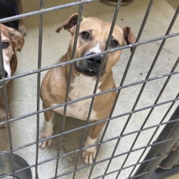 Sophie Glee -  Terrier and Hound Dog for Adoption in Clarksville, Virginia - Sophie Glee | PetCurious