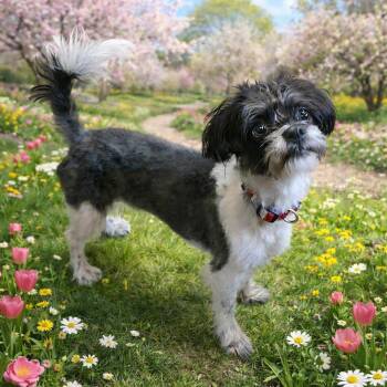 Shih Tzu and Poodle Dogs Available for Adoption - Veruca | PetCurious