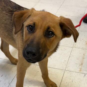 Shepherd Dogs Available for Adoption in Jacksonville, Arkansas - Chewbacca | PetCurious