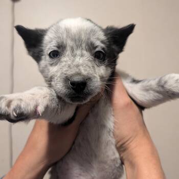 Mixed Breed Dogs Available for Adoption - Empire Delights | PetCurious