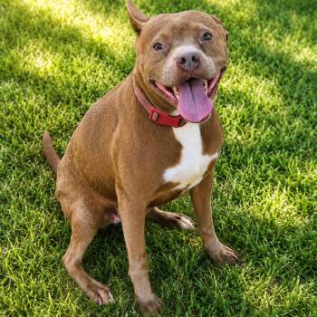 Ruby -  American Staffordshire Terrier Dog for Adoption in Houston, Texas - Ruby | PetCurious