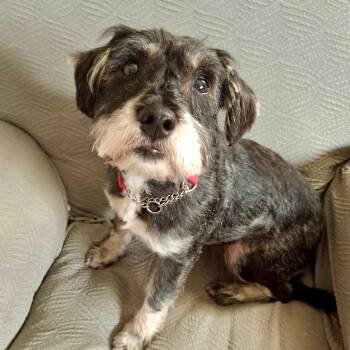 SALLY -  Schnauzer Dog for Adoption in Schnecksville, Pennsylvania - SALLY | PetCurious