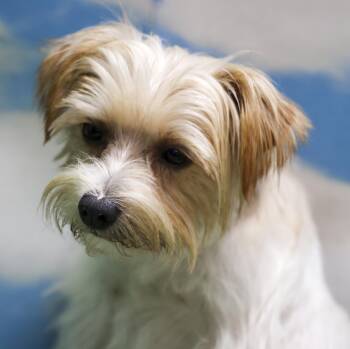Auggie -  Shih Tzu and Yorkshire Terrier Dog for Adoption in Casa Grande, Arizona - Auggie | PetCurious