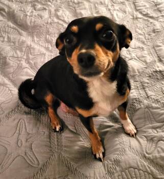 Chihuahua Dogs Available for Adoption - MYLA | PetCurious